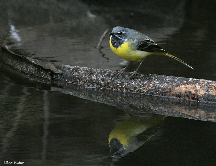   Grey Wagtail  Motacilla cinerea                                       ,  2009,: 